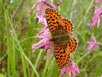 Boloria selene, Small Pearl-bordered Fritillary